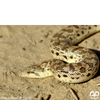 گونه کور مار تارتاری Tatar Sand Boa